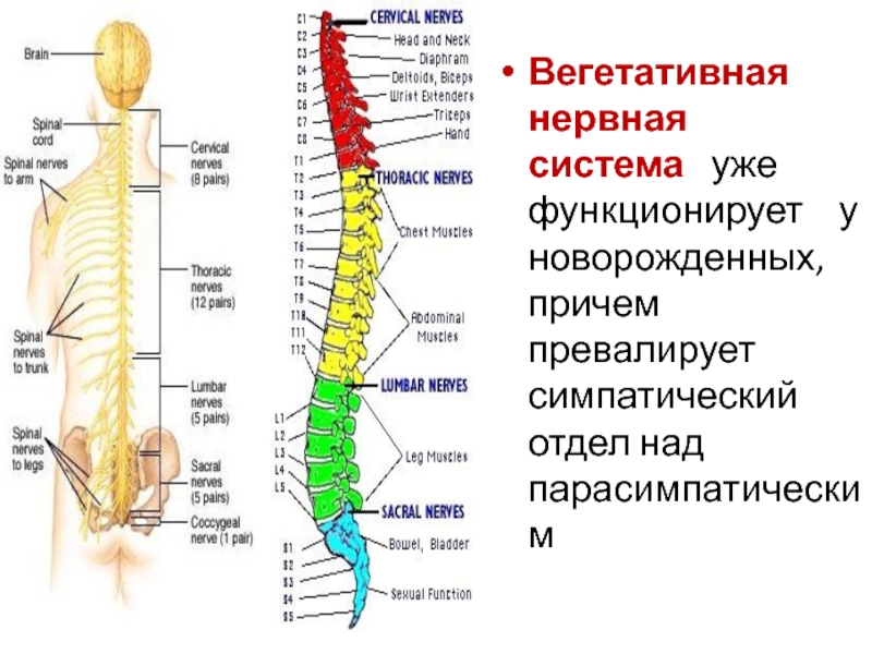 Задний шейный симпатический синдром