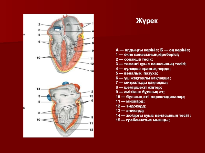 Жүрек құрылысы презентация