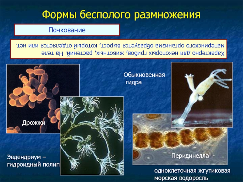 Бесполые организмы. Почкование характерно для. Почкование дрожжей и гидры. Почкование дрожжей бесполое. Почкование одноклеточного организма.