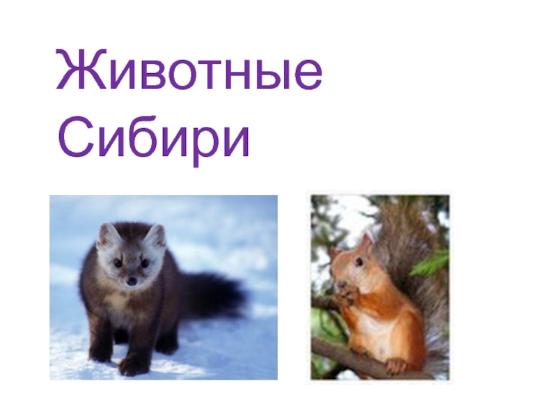 Животные Сибири Фото