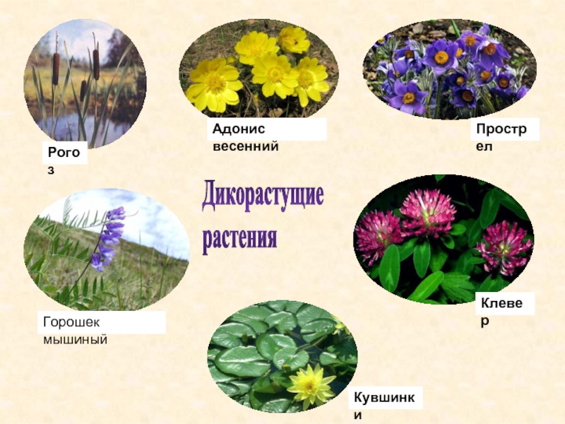 Многообразие растений 5 класс