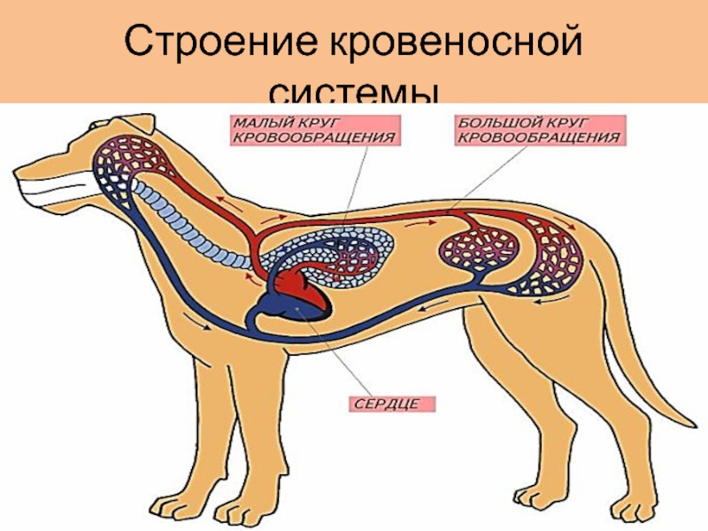 Презентация млекопитающие внутреннее строение 7 класс презентация