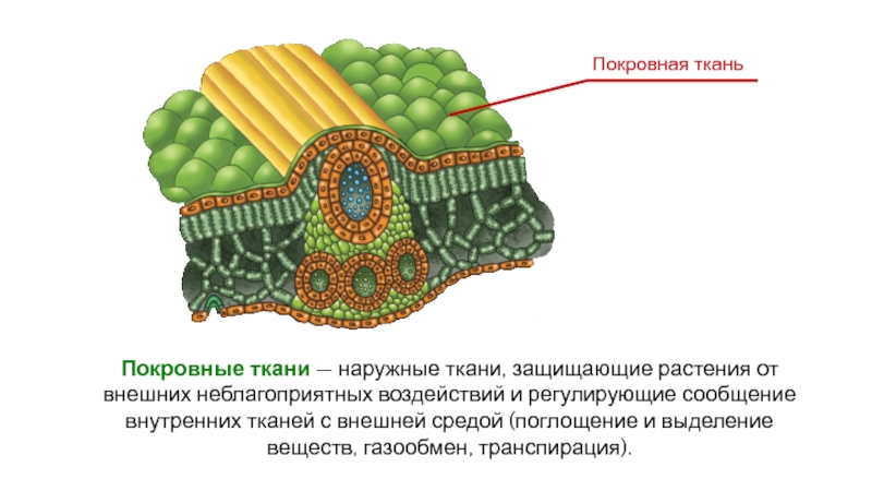 Механические и проводящие ткани растений 5 класс сухорукова презентация