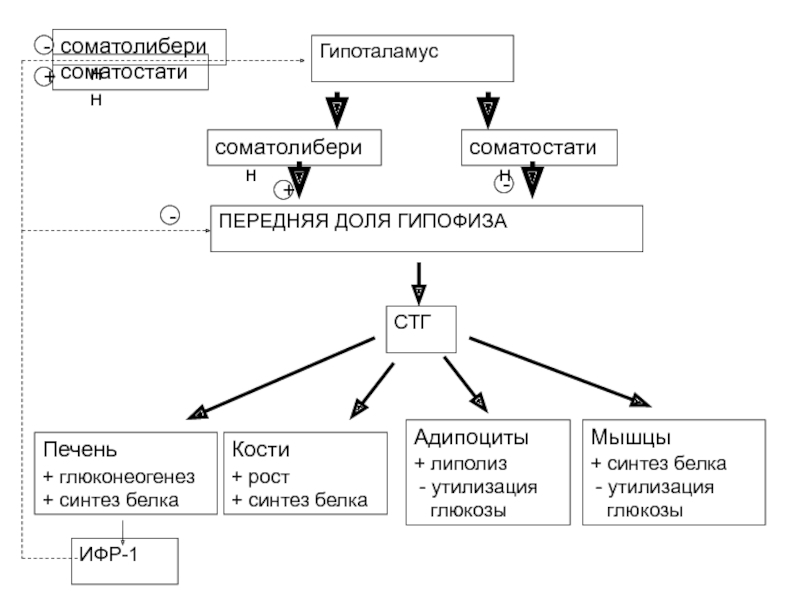 Синтез ростов. Соматолиберин биохимия.