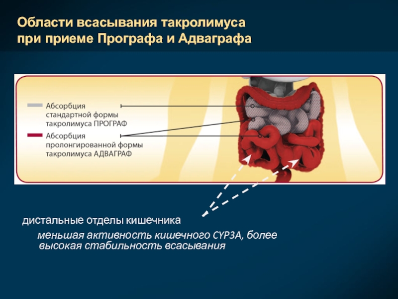 Области всасывания такролимуса  при приеме Прографа и Адваграфадистальные отделы кишечника    меньшая активность кишечного