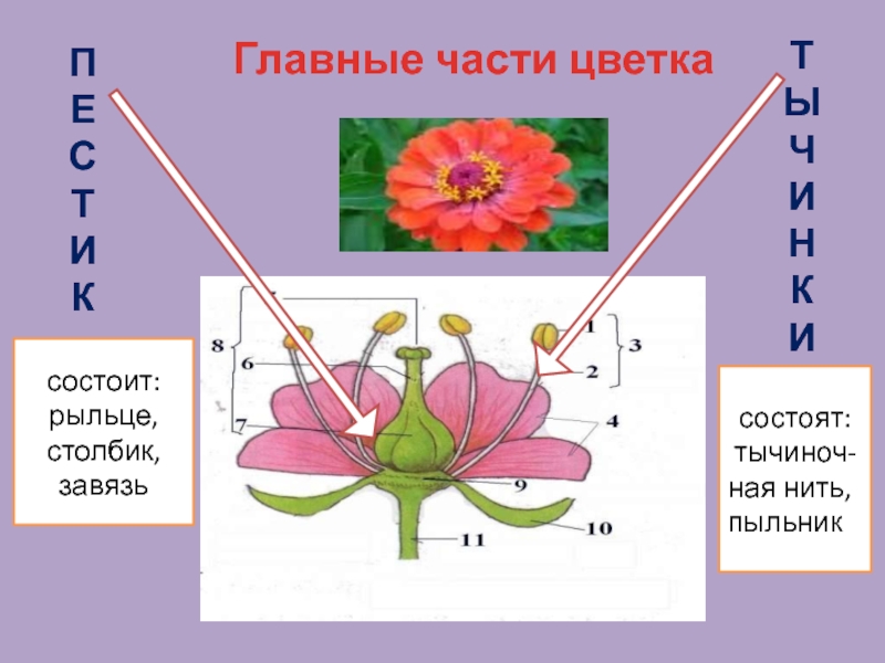 Где пыльник у цветка