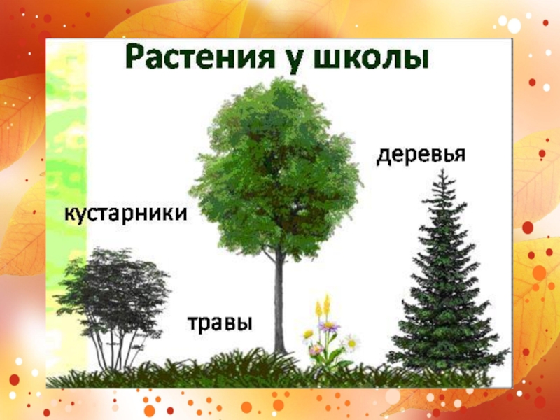 Как отличить деревья