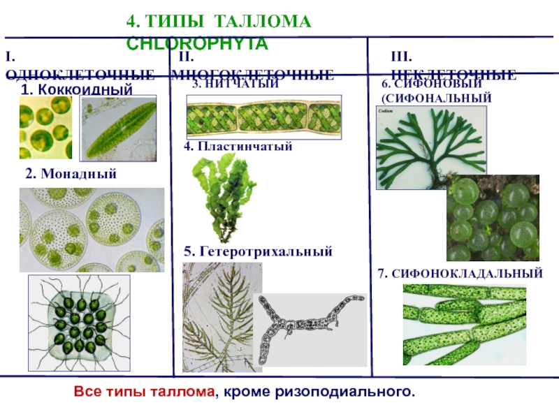 4 отдела водорослей. Сифонокладальный Тип таллома. Формы организации таллома водорослей. Организация таллома зеленых водорослей. Нитчатый Тип таллома.