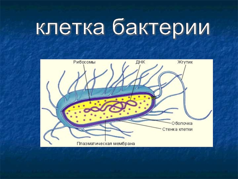 Признаки клетки бактерии. Клетка бактерии. Строение бактерии. Бактериальная клетка. Бактериальная клетка покрыта.