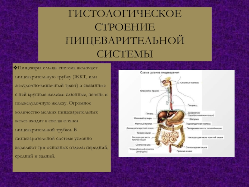 Органы которые входят в пищеварительную систему. Дифференцированная пищеварительная трубка. Из чего состоит пищеварительная трубка. Травна трубка это.