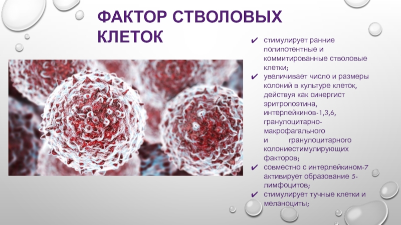 Состав стволовых клеток. Гемопоэтические клетки крови. Гемопоэтическая стволовая клетка. Классификация стволовых клеток. Факторы роста стволовых клеток.