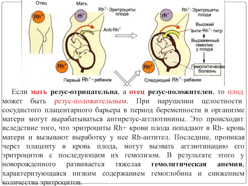 Презентация мать плацента плод