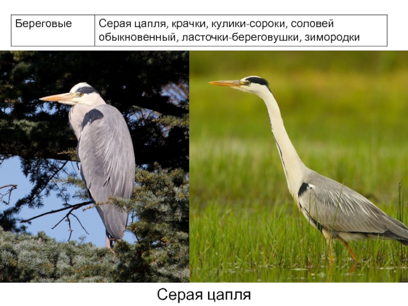 Фауна позвоночных. Серая цапля биологическая роль адаптаций. Фауной позвоночных Луганщины. Амфотерный Тип питания цапля серая. Морфо-анатомические адаптации примеры цапля.