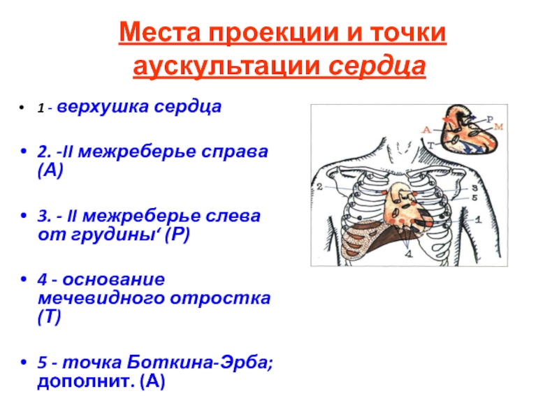 Места проекции. Точка Боткина Эрба. Аускультация сердца точка Боткина Эрба. Точка Боткина Эрба проекция. 2 Межреберье справа от грудины.