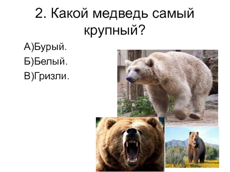Какой медведь сильнее. Гризли и бурый медведь отличия. Медведь Гризли и бурый медведь. Медведь Гризли и бурый разница. Гризли и бурый медведь Размеры.