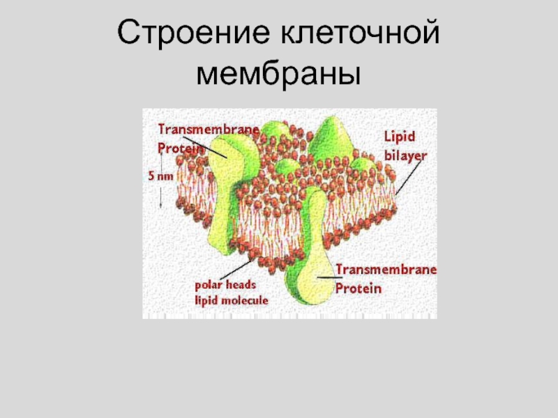 Объект клеточная мембрана процесс. Структура мембраны клетки биохимия. Строение мембраны клетки. Строение клеточной мембраны. Строение клеточной оболочки.