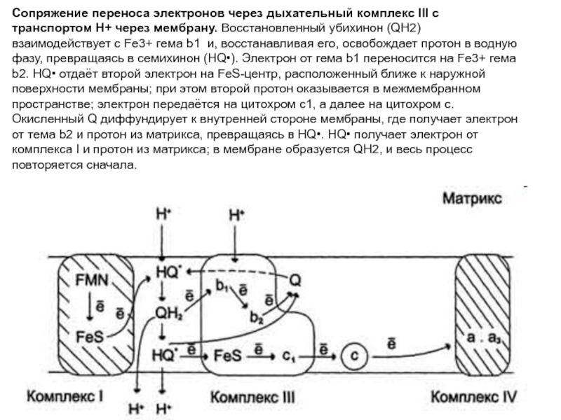 Последовательность перемещения. Механизмы переноса электронов через мембрану. Механизмы транспорта электронов. Сопряжение переноса электронов через дыхательный комплекс. Перенос протонов через мембрану.