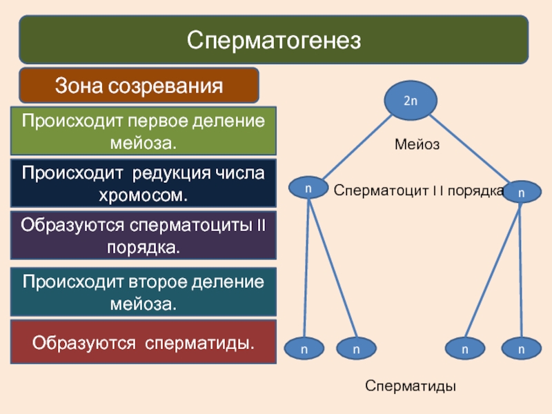 Происходит 1 деление