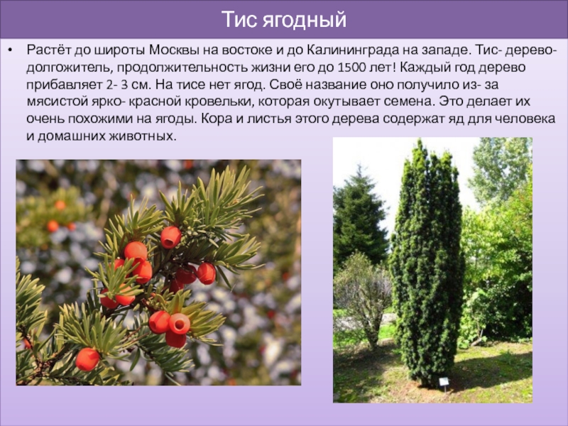 Деревья красной книги россии фото и описание