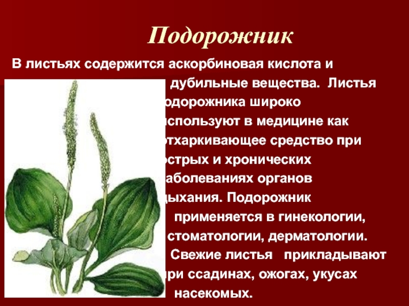 Подорожник содержит. Подорожник лекарственное растение. Подорожник лист. Факты о подорожнике. Лечебные растения в Тверской области.