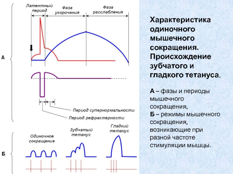 Одиночное сокращение