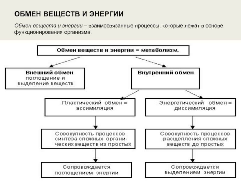 Правила обмена веществ