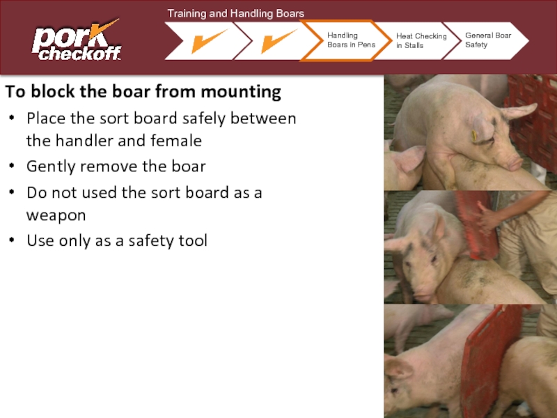 To block the boar from mountingPlace the sort board safely between the handler and femaleGently remove the