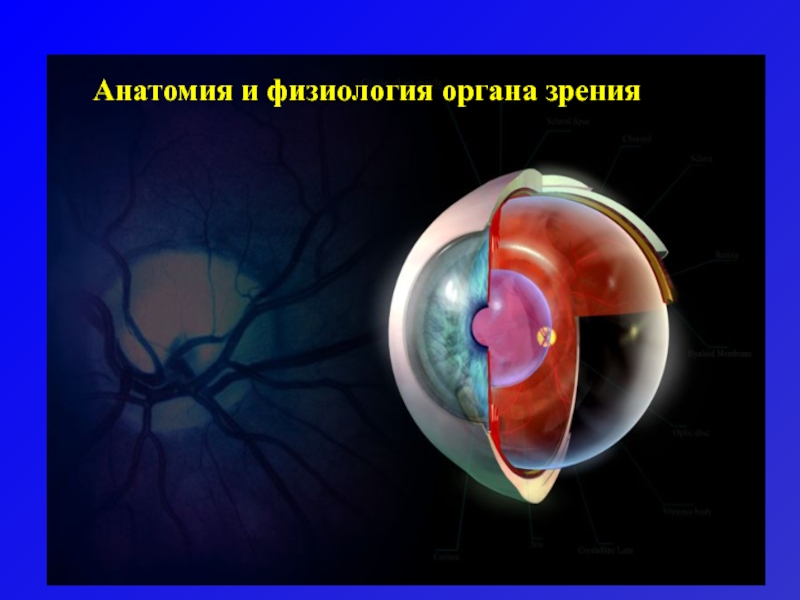 Анатомия и физиология органа зрения 