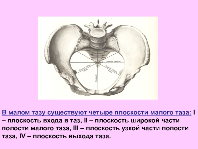 Анатомия малого таза презентация