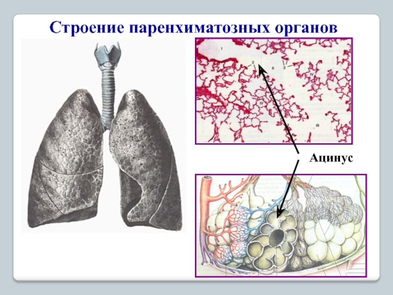 Общий план строения паренхиматозных органов