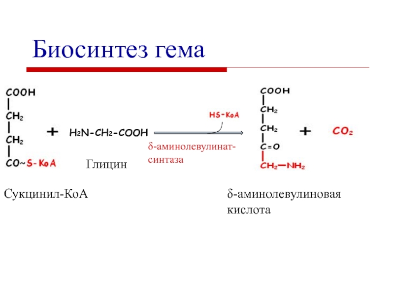 Синтез гему. Аминолевулиновая кислота Синтез гема. 5-Аминолевулиновая кислота Синтез гема. Образование аминолевулиновой кислоты из сукцинил КОА И глицина. Образование 5-аминолевулиновой кислоты из глицина и сукцинил-КОА.
