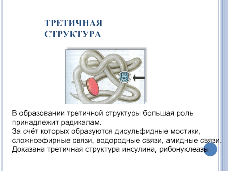 Третичная структура связи. Третичная структура белка инсулина. Дисульфидные мостики в третичной структуре белка. Третичная структура белка формируется за счет связей. Дисульфидный мостик структура белка.