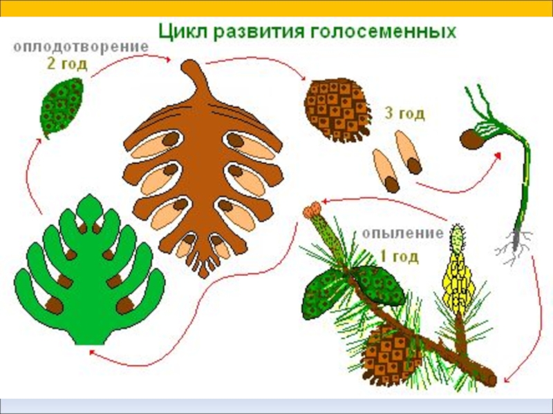 Женская шишка сосны первого года рисунок