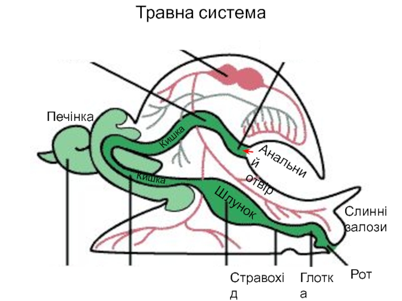 Пищеварительная система брюхоногих. Пищеварительная система прудовика обыкновенного. Пищеварительная система брюхоногих моллюсков. Пищеварительная система брюхоногих моллюсков схема. Пищеварительная система виноградной улитки.