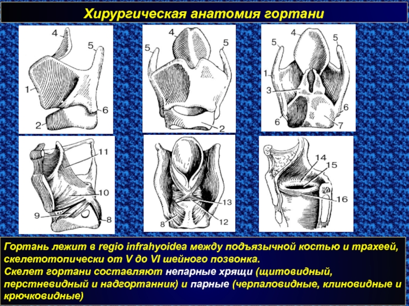 Хирургическая анатомия. Хирургическая анатомия гортани. Передне боковая резекция гортани. Хрящи гортани хирургическая анатомия.