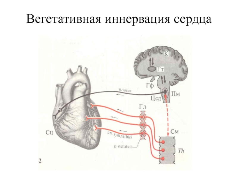 Иннервация сердца схема