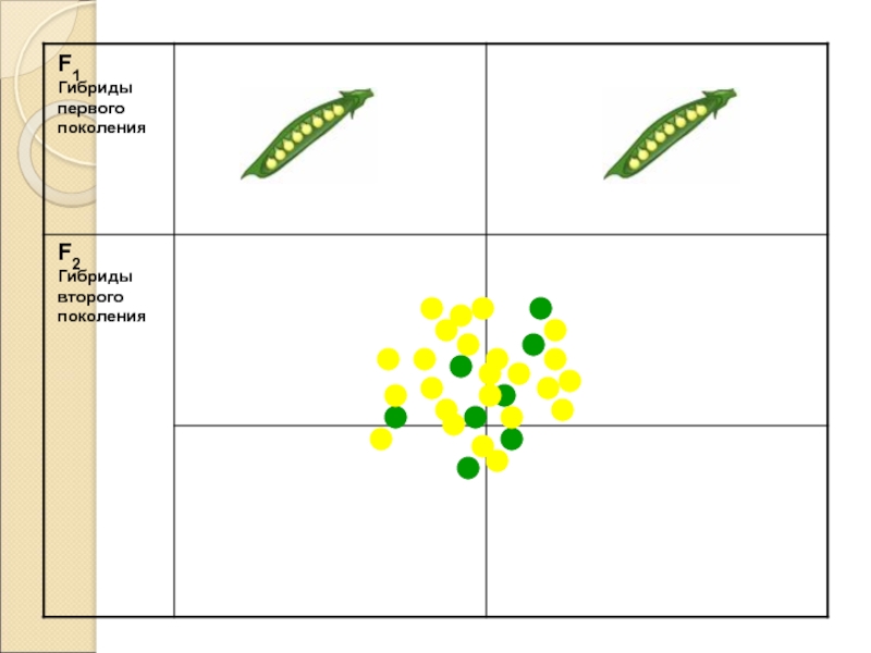 Гибриды поколений f1 f2. Поколение f2 в биологии. P G f1 биология.