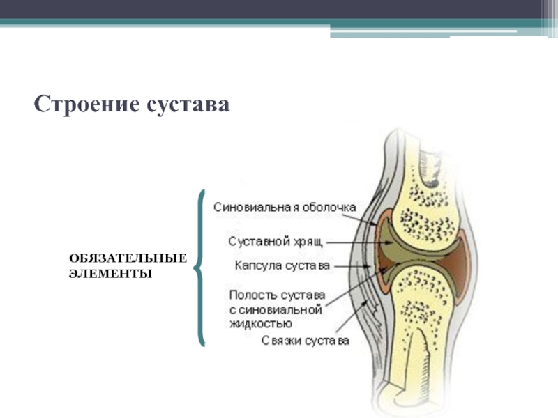 Рисунок сустава. Строение сустава схема функции. Функции составных элементов сустава.. Основные и вспомогательные элементы сустава. Сустав строение вспомогательные элементы сустава.