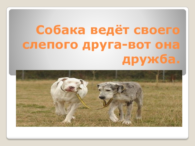 Собака ведёт своего слепого друга-вот она дружба.