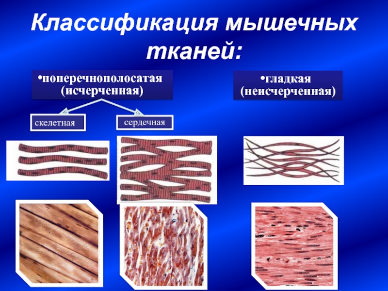 Назовите виды мышечной ткани изображенные на рисунке 3 напишите их названия