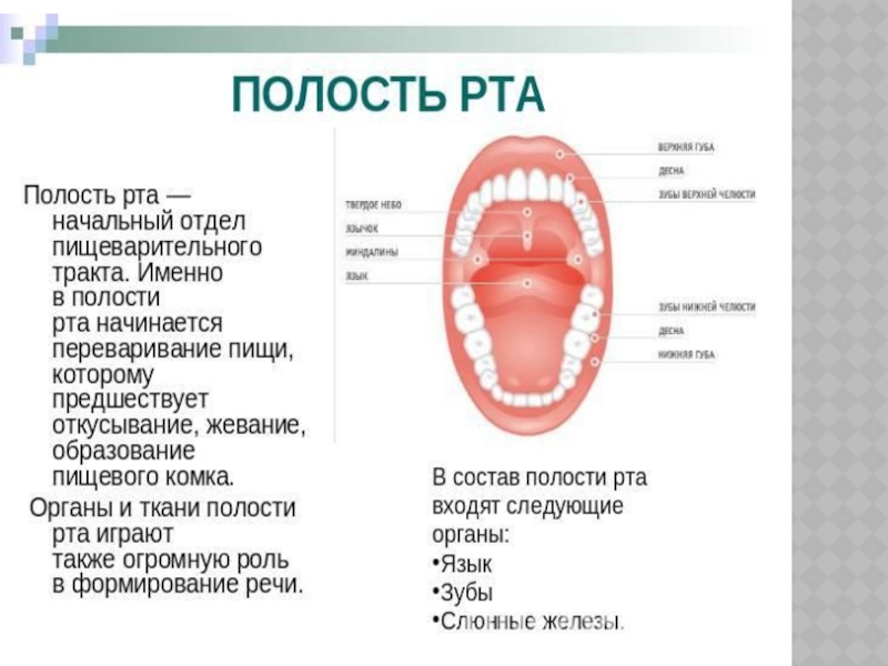 Ротовая полость и ее части. Органы расположенные в полости рта.