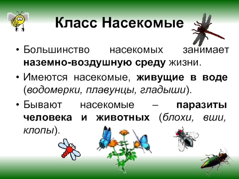 Презентация на тему насекомые 7 класс