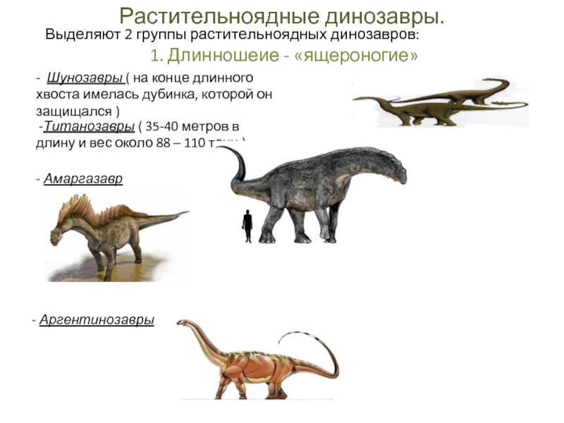 Растительноядные динозавры. Выделяют 2 группы растительноядных динозавров:1. Длинношеие - «ящероногие»- Шунозавры ( на конце длинного хвоста имелась