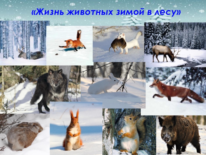 Время года зима изменения в жизни животных. Жизнь животных зимой. Изменения в жизни животных зимой. Жизнь диких животных зимой. Презентация Дикие животные зимой.