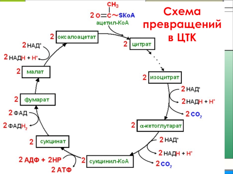 Суммарная реакция цикла трикарбоновых кислот. Цикл трикарбоновых кислот схема. Регуляция цикла трикарбоновых кислот. Цикл трикарбоновых кислот биохимия. Схема превращений.