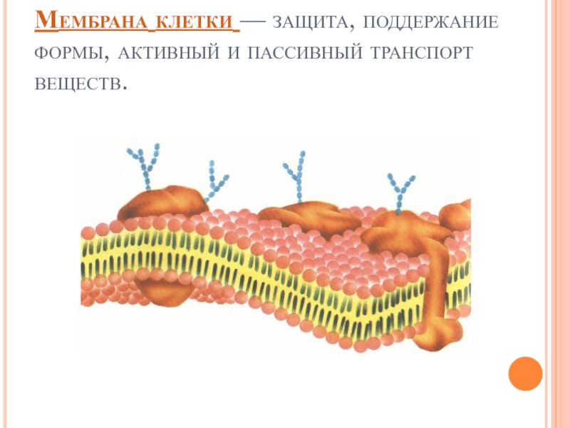 Защитная клетка. Оболочка клетки. Защитная оболочка клетки. Клеточная мембрана строение 5 класс. Поддержание формы клетки.