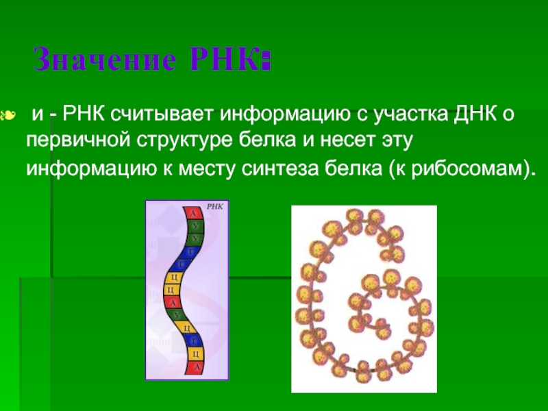 Значение РНК: и - РНК считывает информацию с участка ДНК о первичной структуре белка и несет эту