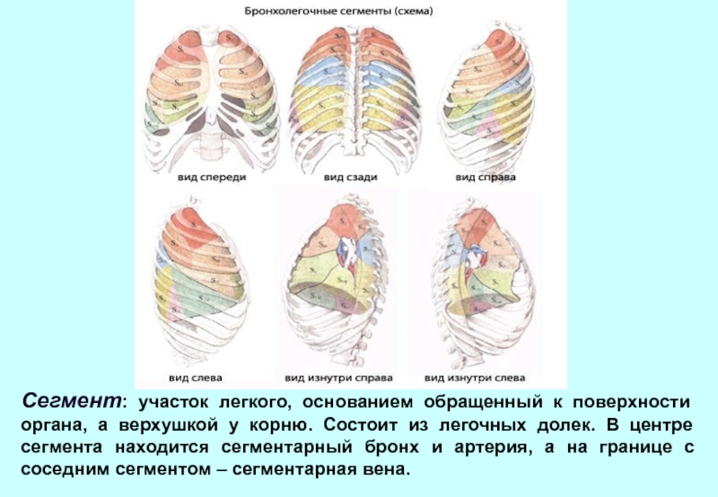 Бронхолегочные сегменты схема