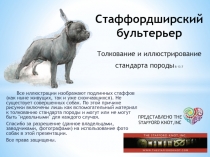 Стаффордширский бультерьер Толкование и иллюстрирование стандарта породы В 13-7