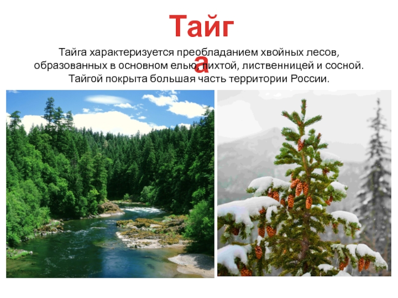 Характерные признаки тайги. Природные особенности тайги. Характеристика тайги. Лесная зона характеризуется преобладанием. Особенности природной зоны тайги в России.